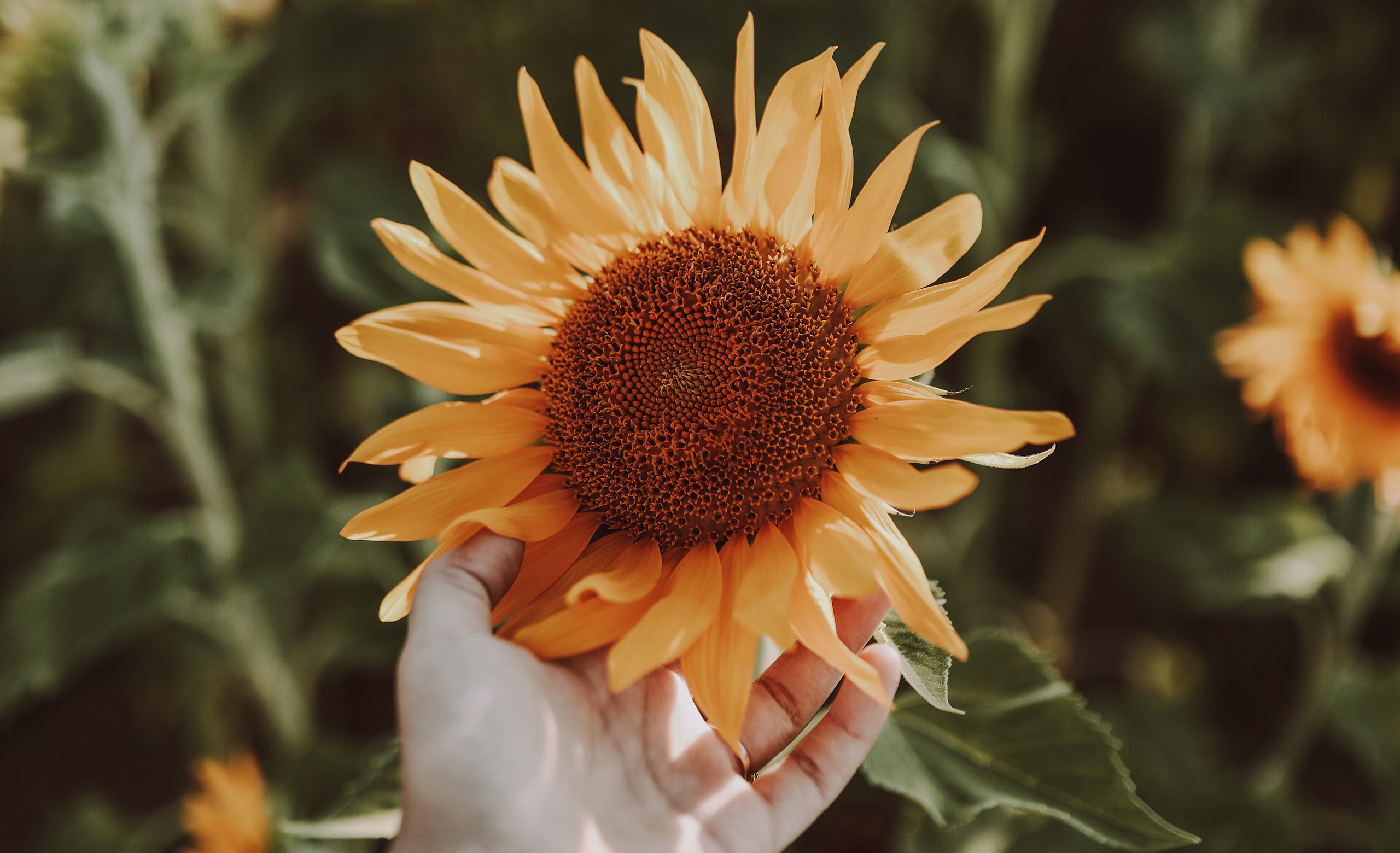 Hand gently cradling a vibrant sunflower, epitomizing the evocative power of sensory detail in narrating life stories.